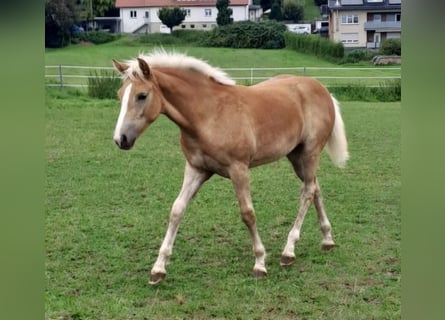 Haflinger, Mare, Foal (03/2024), Chestnut-Red