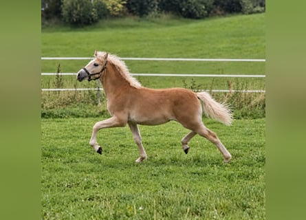 Haflinger, Mare, Foal (03/2026)