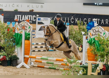 Haflinger, Merrie, 11 Jaar, 145 cm