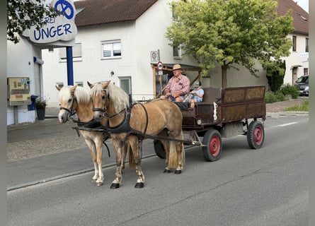 Haflinger, Merrie, 11 Jaar, 150 cm, Vos