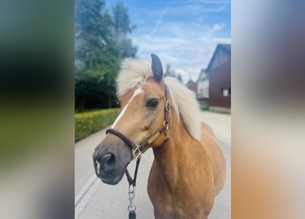 Haflinger Mix, Merrie, 12 Jaar, 140 cm, Palomino