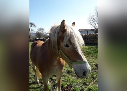 Haflinger, Merrie, 13 Jaar, 146 cm, Vos