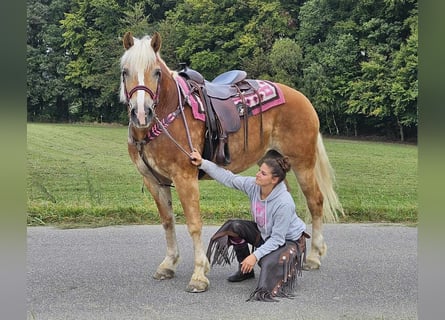 Haflinger, Merrie, 13 Jaar, 155 cm, Vos