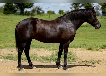 Haflinger, Merrie, 14 Jaar, 142 cm, Zwart