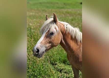 Haflinger, Merrie, 14 Jaar, 145 cm, Vos