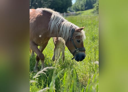 Haflinger, Merrie, 15 Jaar, 148 cm, Vos