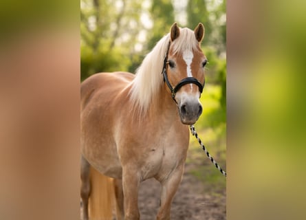 Haflinger, Merrie, 17 Jaar, 145 cm, Vos