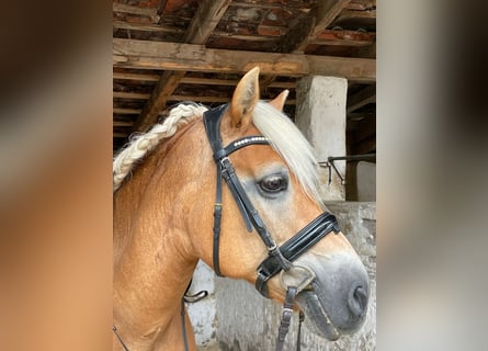 Haflinger, Merrie, 17 Jaar, 151 cm, Vos