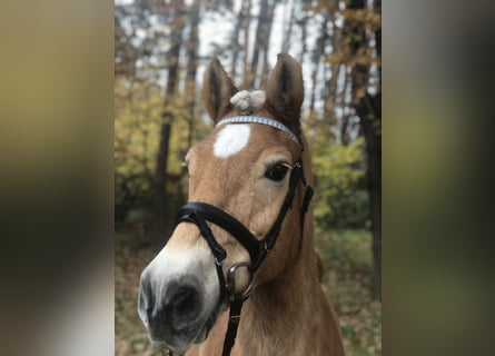 Haflinger, Merrie, 19 Jaar, 147 cm, Vos