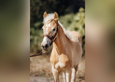 Haflinger, Merrie, 1 Jaar, 149 cm