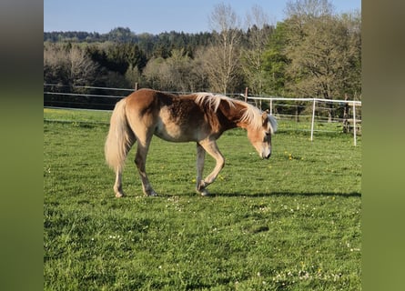 Haflinger, Merrie, 1 Jaar, 150 cm, Vos