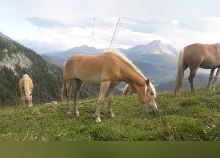 Haflinger, Merrie, 1 Jaar, 152 cm, Vos