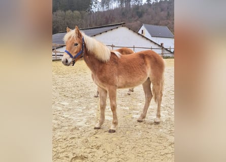 Haflinger, Merrie, 1 Jaar, Vos