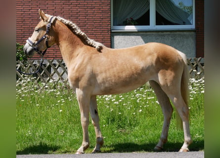 Haflinger, Merrie, 2 Jaar, 139 cm