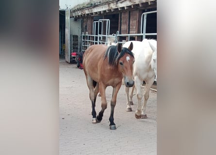 Haflinger Mix, Merrie, 2 Jaar, 142 cm, Falbe