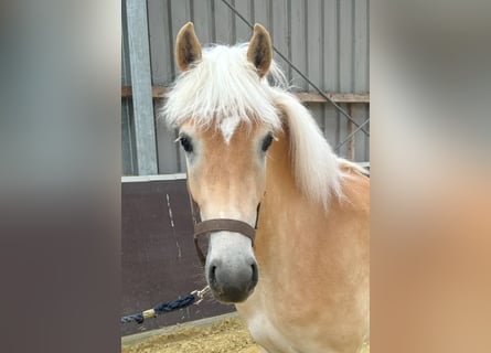 Haflinger, Merrie, 2 Jaar, 147 cm, Vos