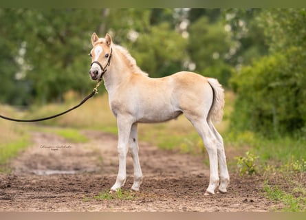 Haflinger, Merrie, 2 Jaar, 149 cm
