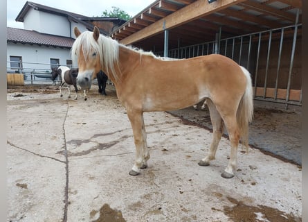 Haflinger, Merrie, 3 Jaar, 148 cm, Vos