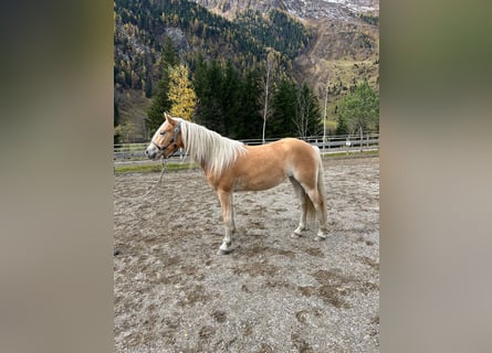 Haflinger, Merrie, 3 Jaar, 150 cm, Vos
