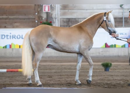 Haflinger, Merrie, 3 Jaar, 153 cm, Vos