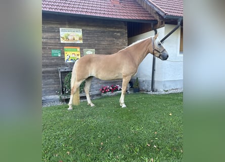 Haflinger, Merrie, 3 Jaar, 153 cm, Vos
