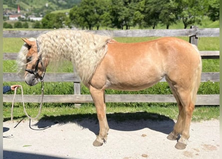 Haflinger, Merrie, 3 Jaar, Vos