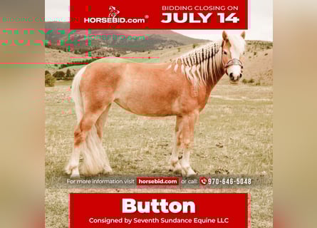 Haflinger, Merrie, 4 Jaar, 135 cm, Donkere-vos