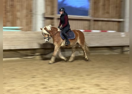 Haflinger, Merrie, 4 Jaar, 146 cm
