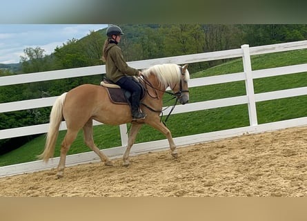 Haflinger, Merrie, 4 Jaar, 147 cm, Roodbruin