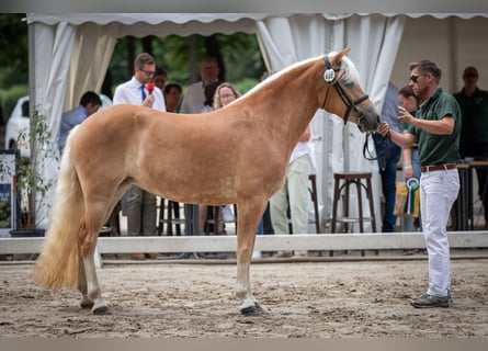 Haflinger, Merrie, 4 Jaar, 148 cm, Vos