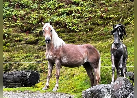 Haflinger, Merrie, 4 Jaar, 148 cm, Vos