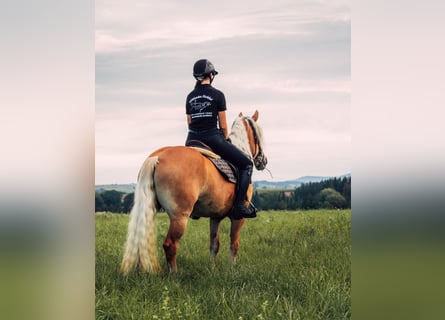 Haflinger, Merrie, 4 Jaar, 148 cm, Vos