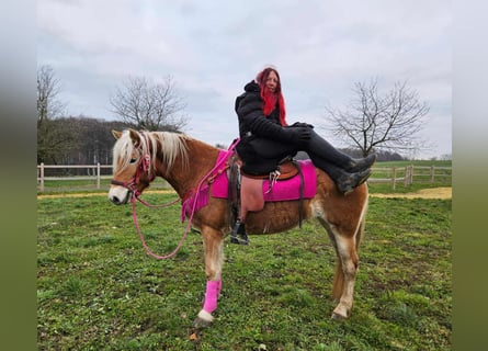 Haflinger, Merrie, 4 Jaar, 150 cm, Vos