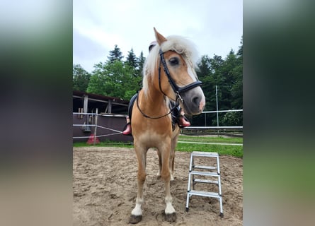 Haflinger, Merrie, 4 Jaar, 150 cm, Vos