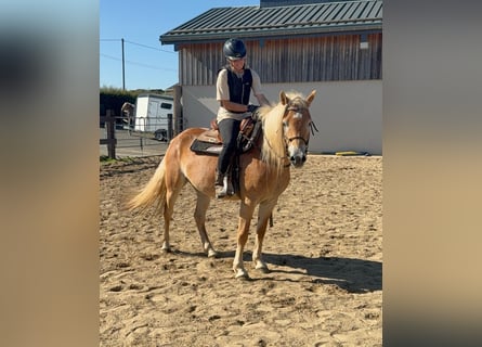 Haflinger, Merrie, 4 Jaar, 151 cm, Vos