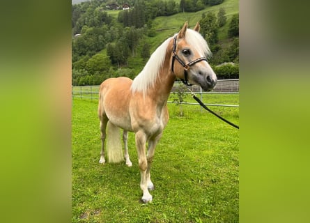 Haflinger, Merrie, 4 Jaar, 152 cm