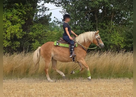 Haflinger, Merrie, 4 Jaar, 152 cm, Vos
