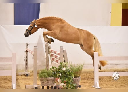 Haflinger, Merrie, 5 Jaar, 145 cm, Palomino