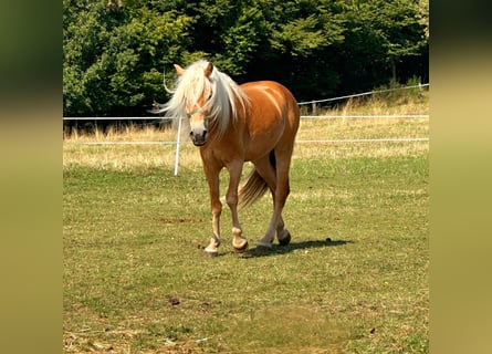Haflinger, Merrie, 5 Jaar, 150 cm, Vos
