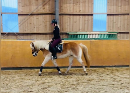 Haflinger, Merrie, 5 Jaar, 153 cm, Falbe