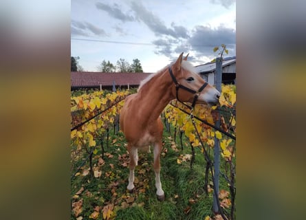 Haflinger, Stute, 5 Jahre, 157 cm, Fuchs