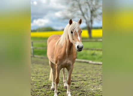Haflinger, Merrie, 5 Jaar, Vos