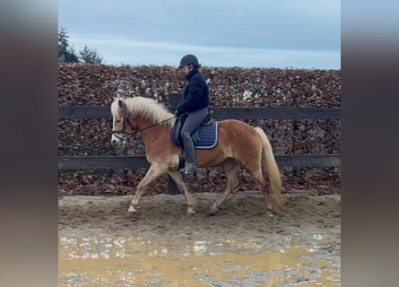 Haflinger, Merrie, 6 Jaar, 150 cm