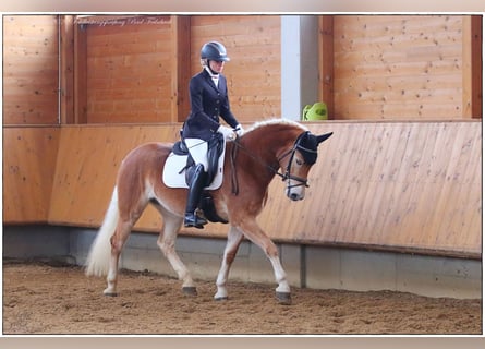 Haflinger, Merrie, 6 Jaar, 153 cm, Vos