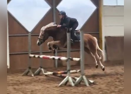 Haflinger, Merrie, 6 Jaar
