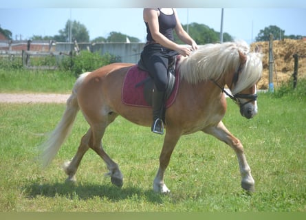 Haflinger, Merrie, 7 Jaar, 147 cm, Vos
