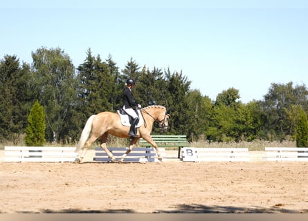 Haflinger, Merrie, 7 Jaar, 148 cm