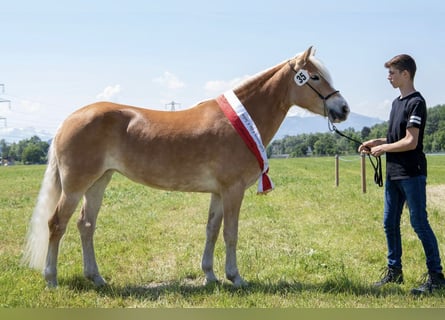 Haflinger, Merrie, 7 Jaar, 148 cm, Vos