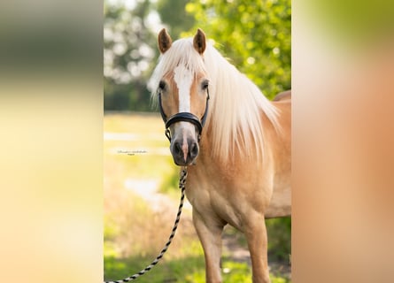 Haflinger, Merrie, 7 Jaar, 154 cm
