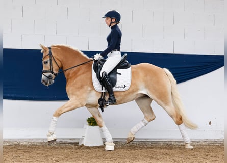 Haflinger, Merrie, 8 Jaar, 148 cm, Vos